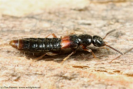 Phloeopora teres (Gravenhorst, 1802)